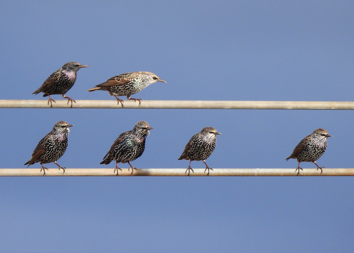 ホシムクドリ - ML645077999