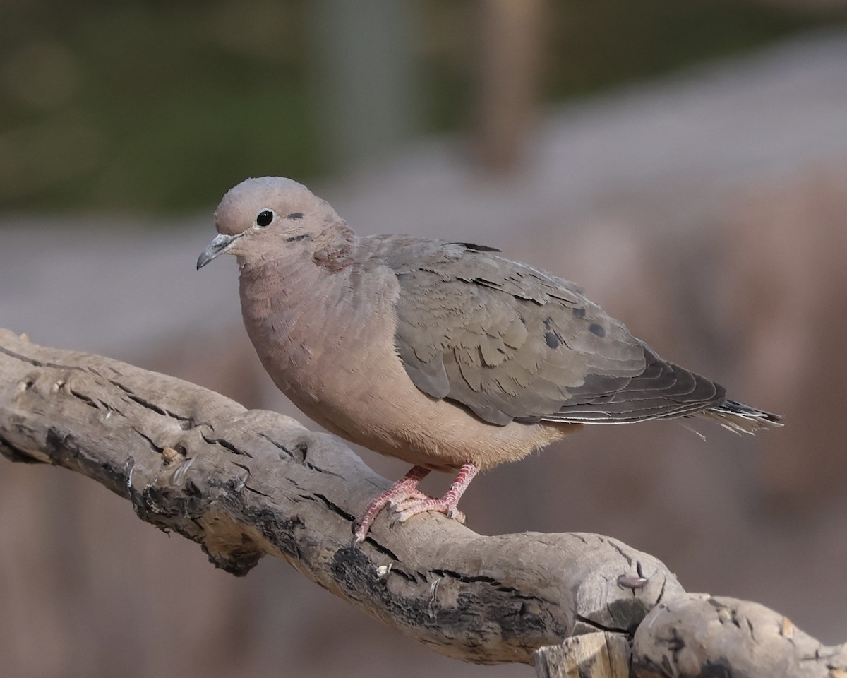 ミミグロバト - ML645078001