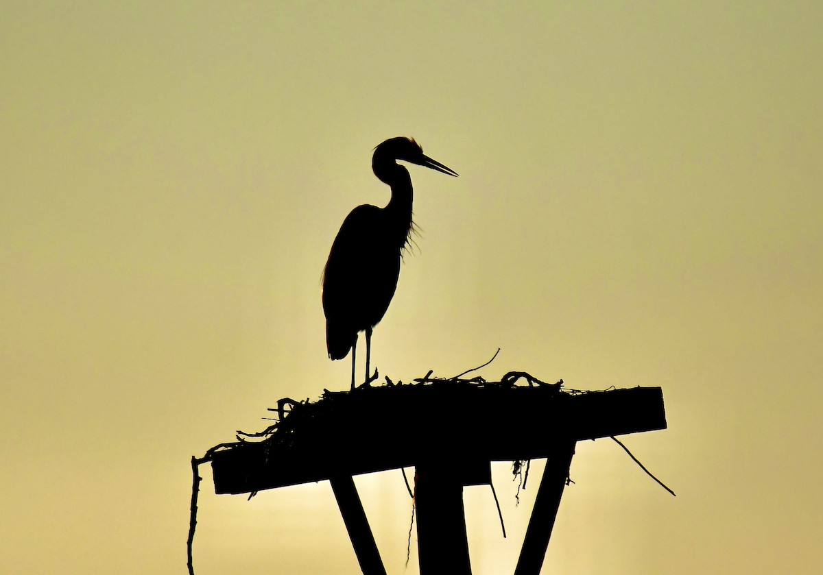 オオアオサギ - ML645078002