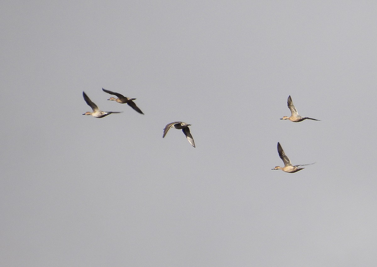 オナガガモ - ML645078003