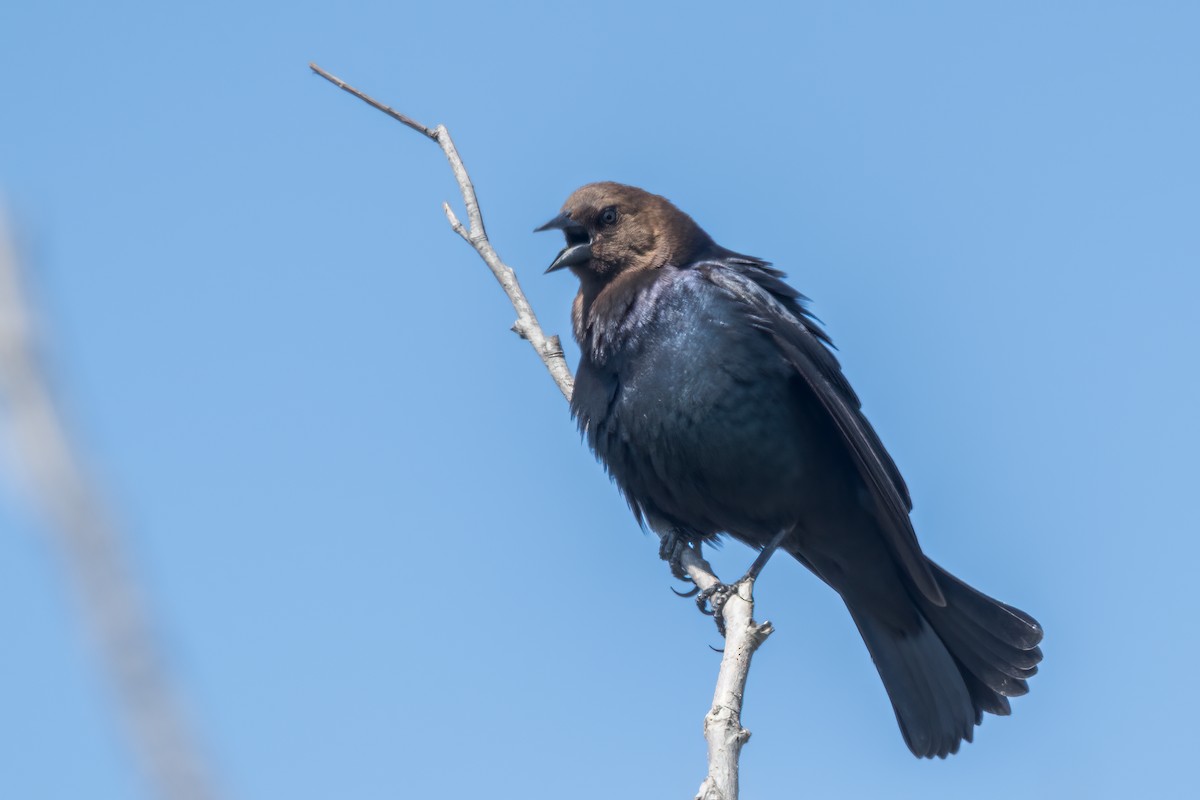 コウウチョウ - ML645078004