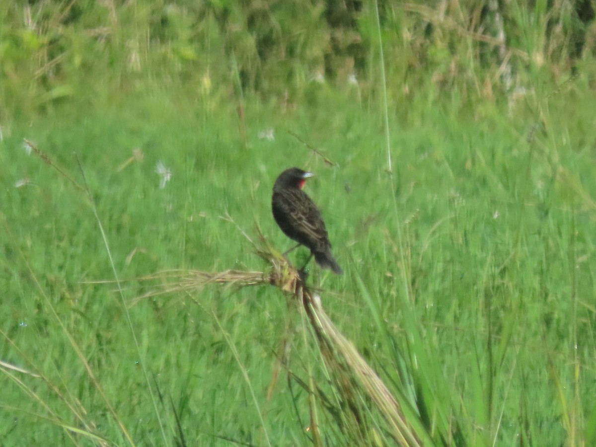 ムネアカマキバドリ - ML645078005