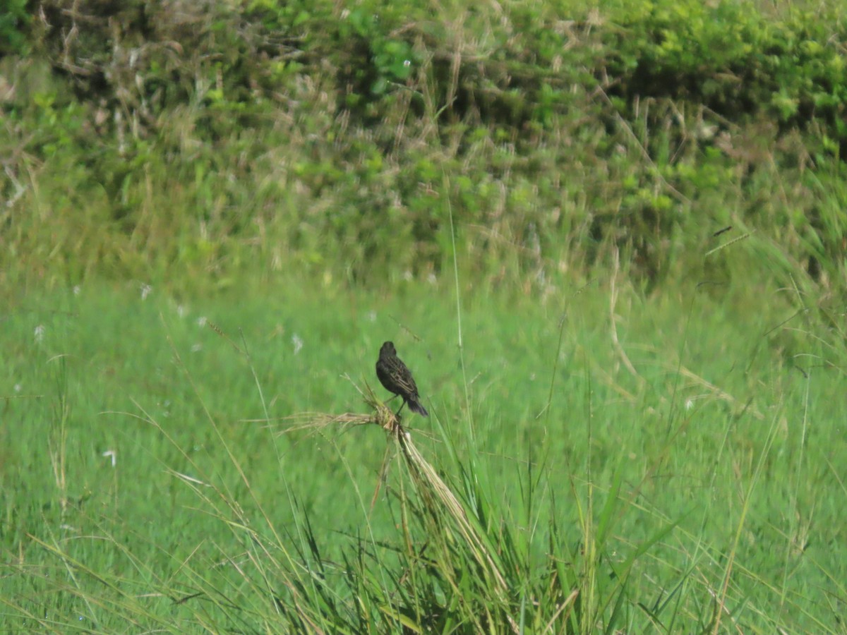ムネアカマキバドリ - ML645078006