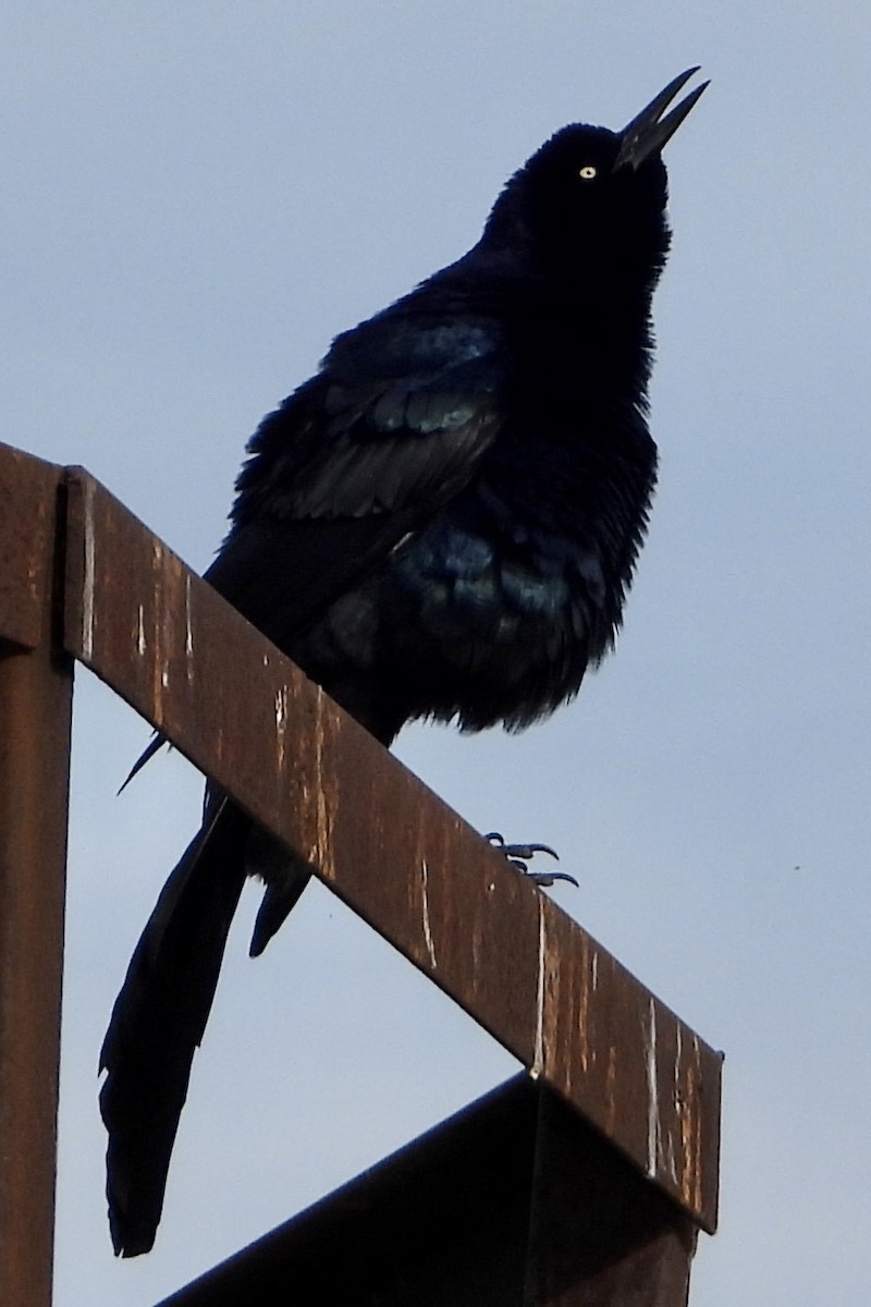 オナガクロムクドリモドキ - ML645078008