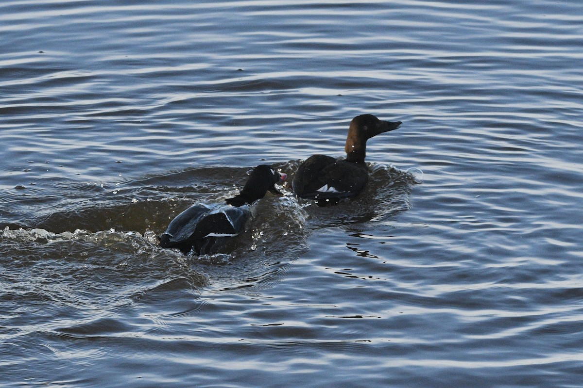 White-winged Scoter - ML645078010