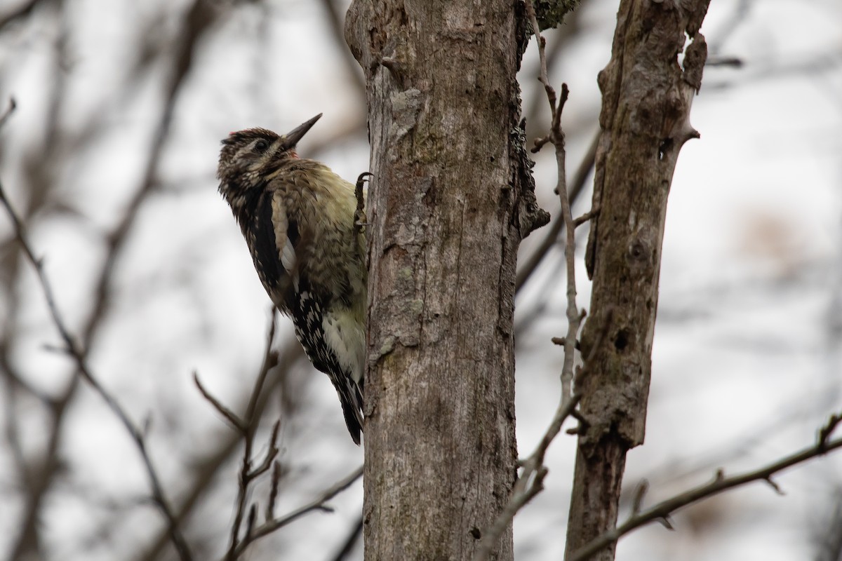 Yellow-bellied Sapsucker - ML645078012