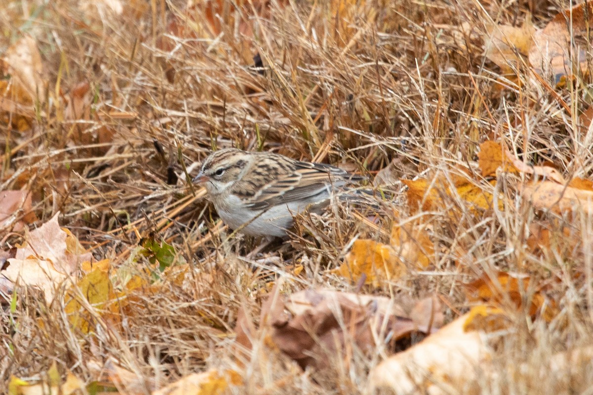 チャガシラヒメドリ - ML645078014