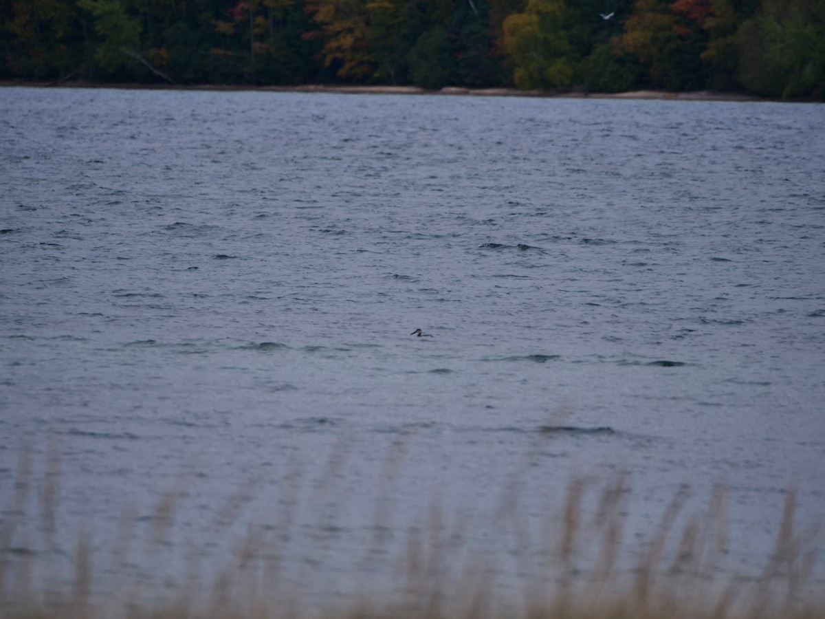 ミミカイツブリ - ML645078015