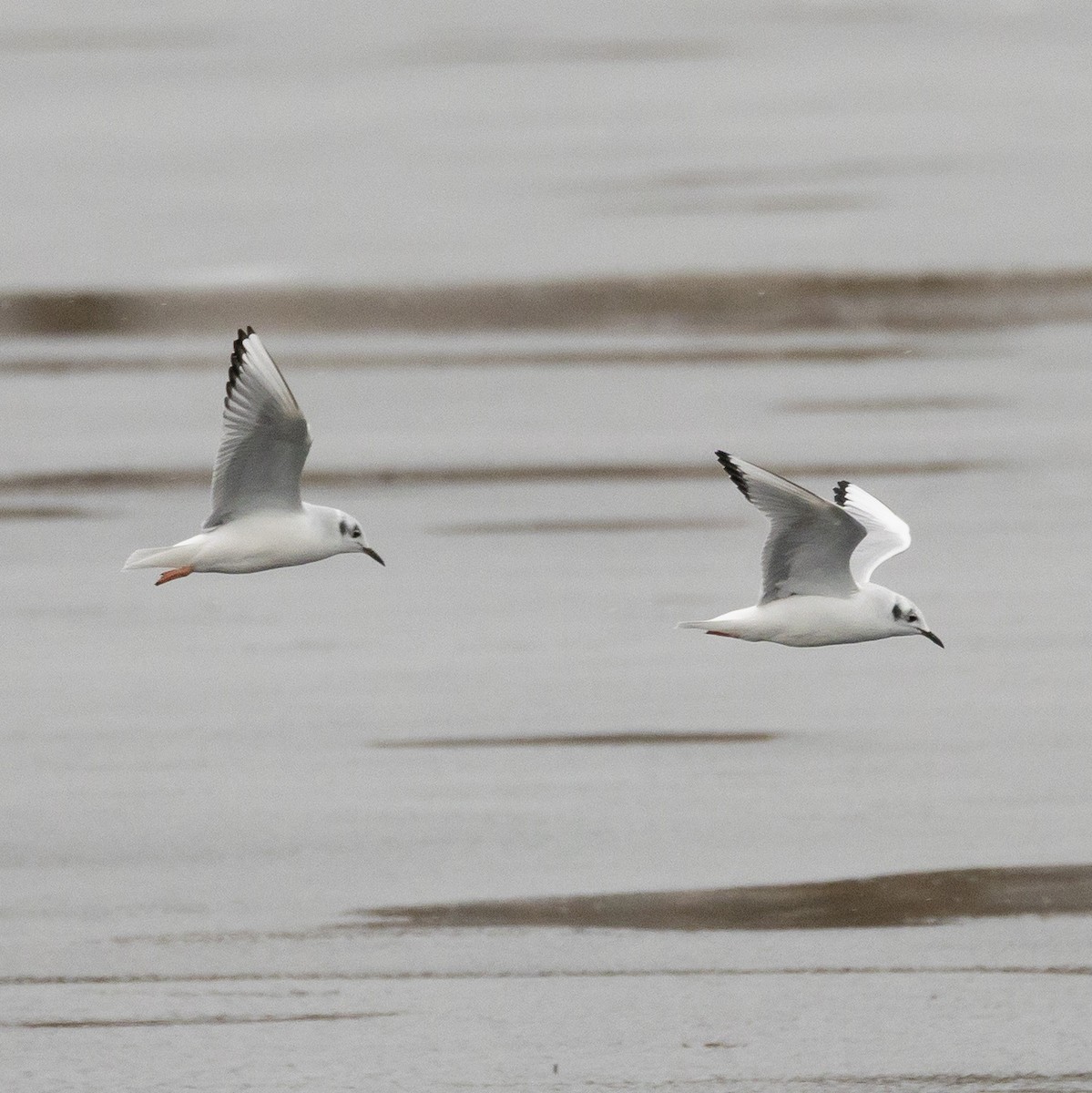 ボナパルトカモメ - ML645078020