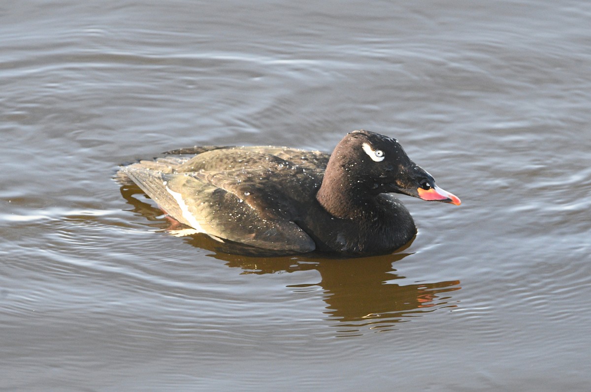 White-winged Scoter - ML645078028