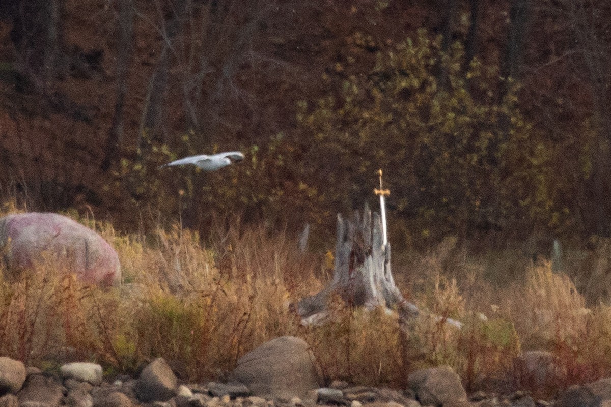 Ring-billed Gull - ML645078029