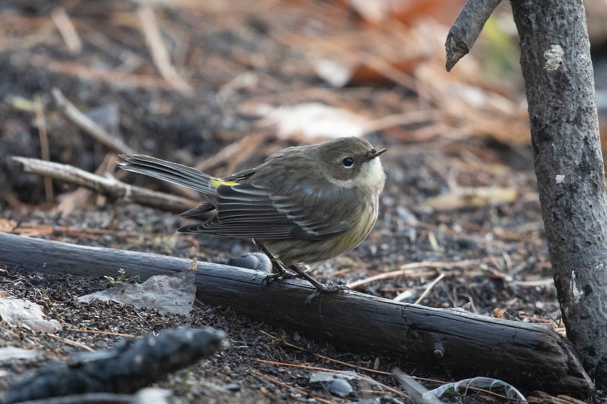 Yellow-rumped Warbler - ML645078034