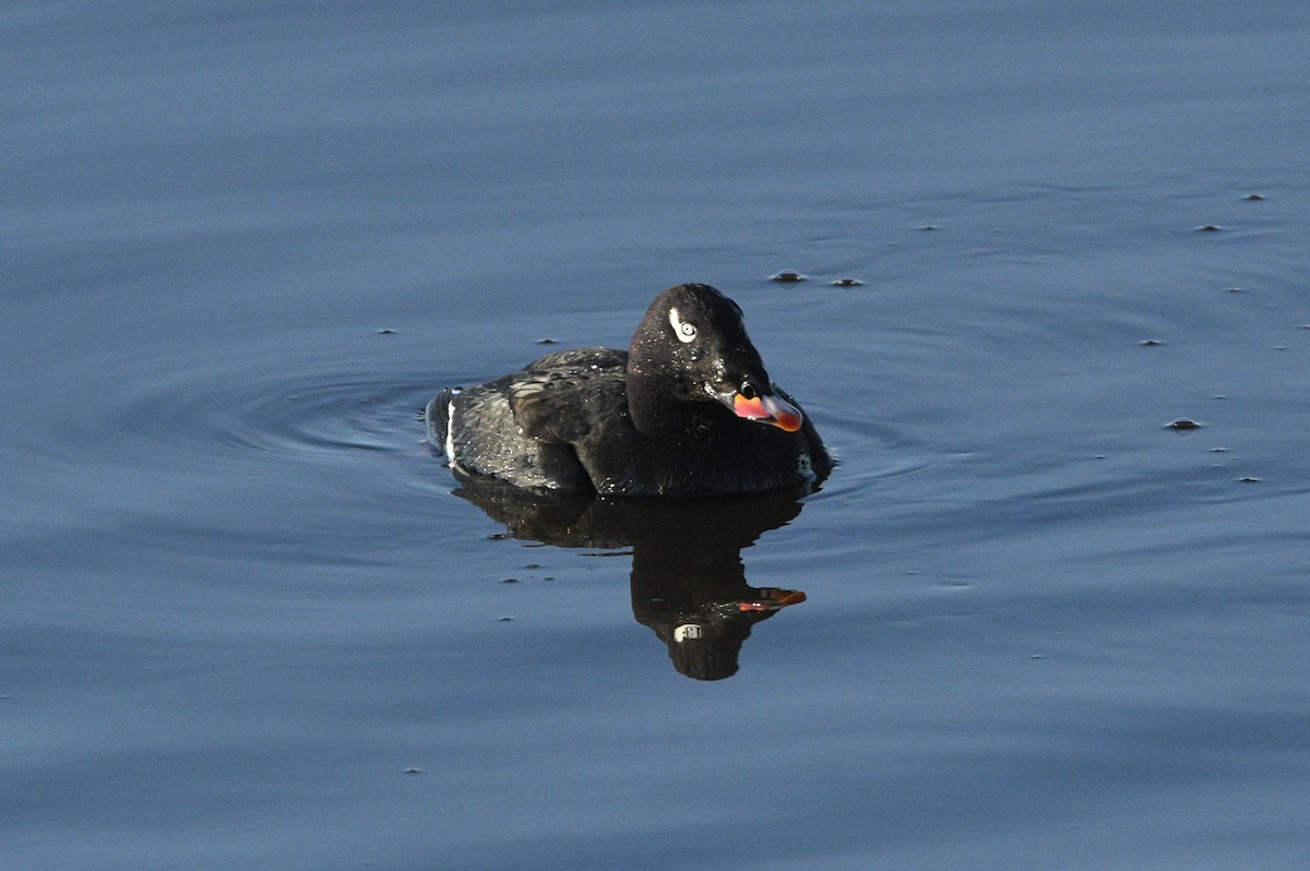 White-winged Scoter - ML645078037