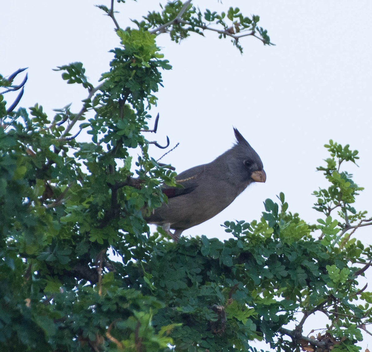 Pyrrhuloxia - ML645078044