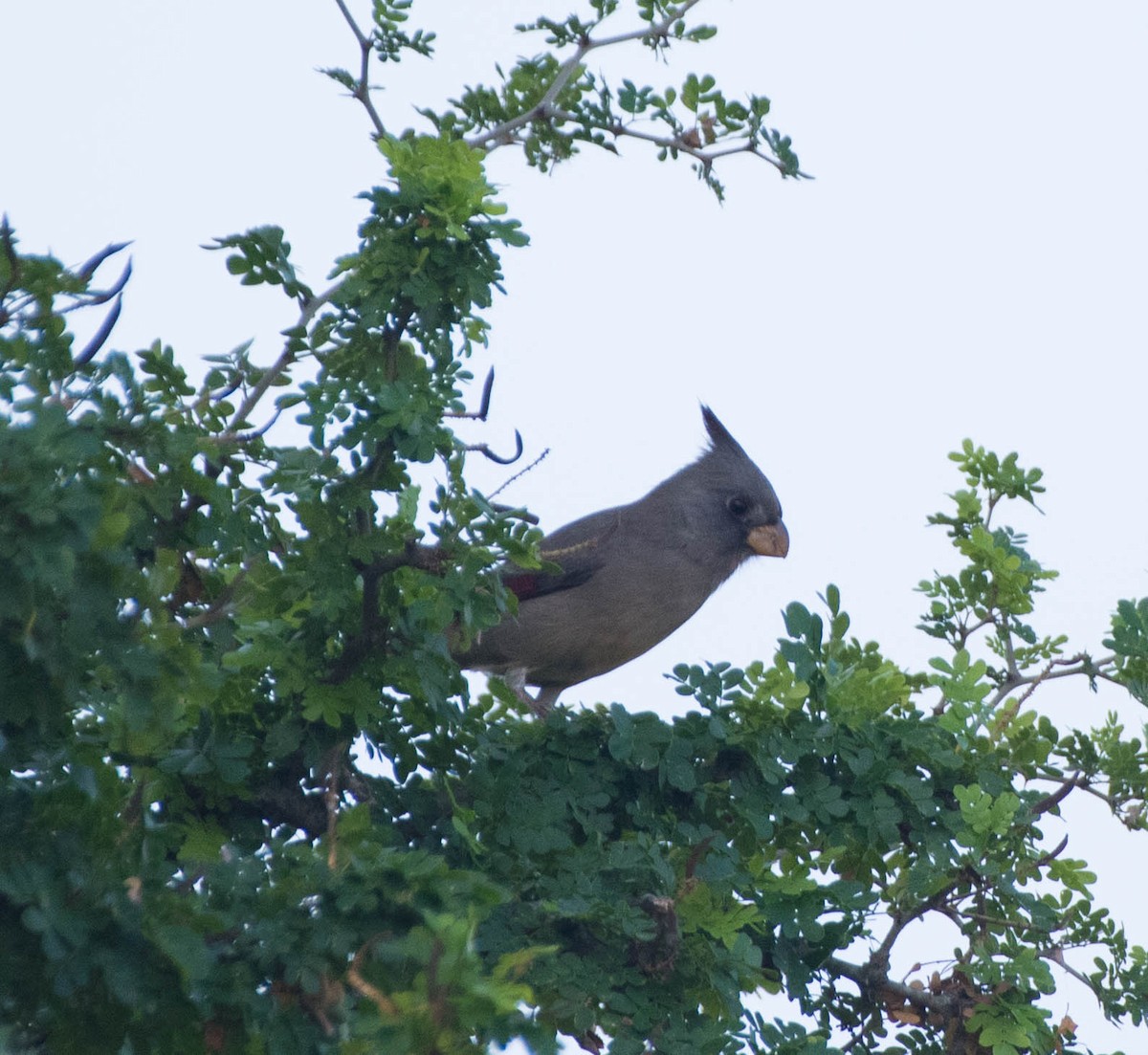 Pyrrhuloxia - ML645078045