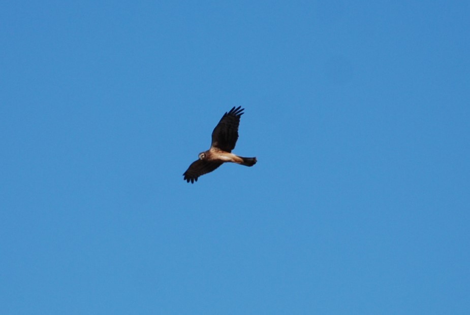 Northern Harrier - ML645078049