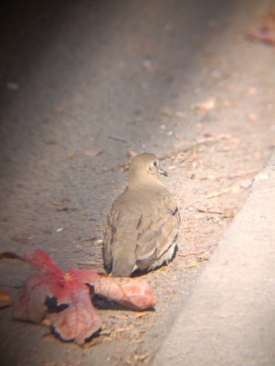 Picui Ground Dove - ML645078051