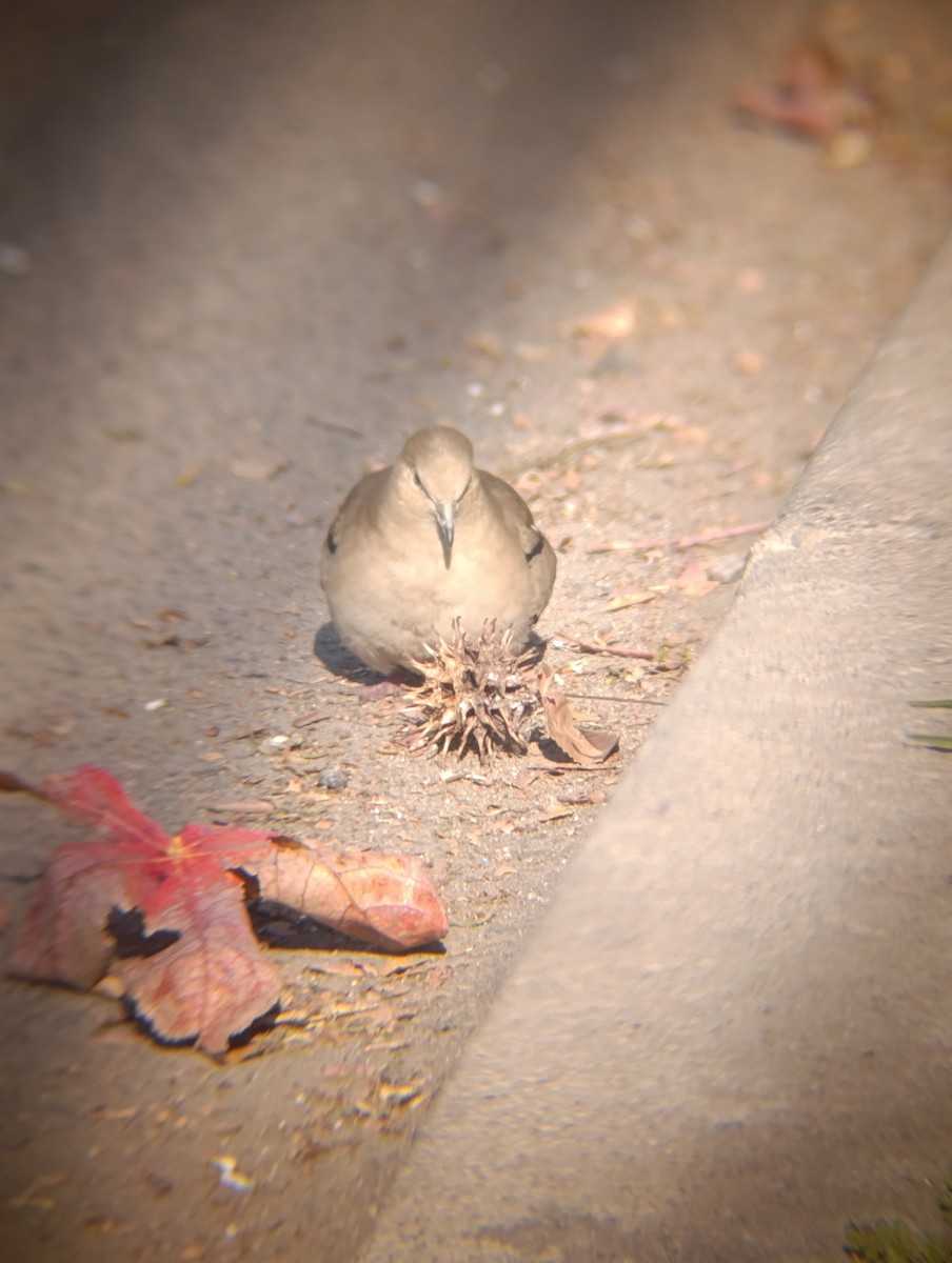 Picui Ground Dove - ML645078052