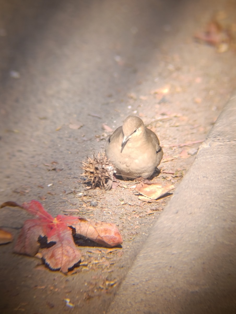 Picui Ground Dove - ML645078057