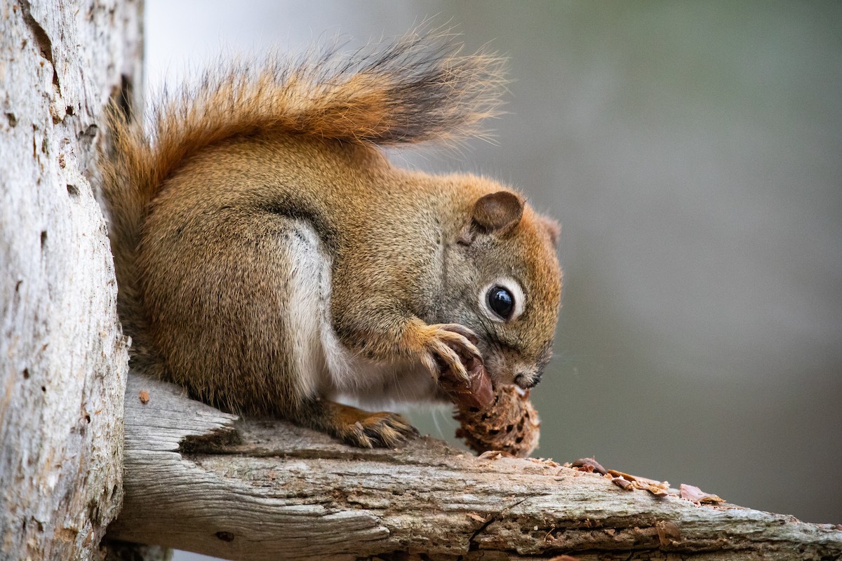 American Red Squirrel - ML645078064
