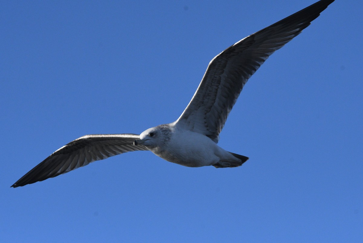 California Gull - ML645078068