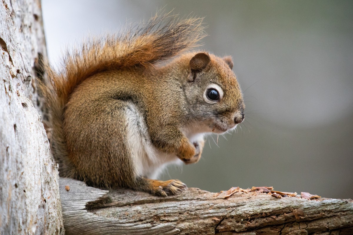 American Red Squirrel - ML645078072
