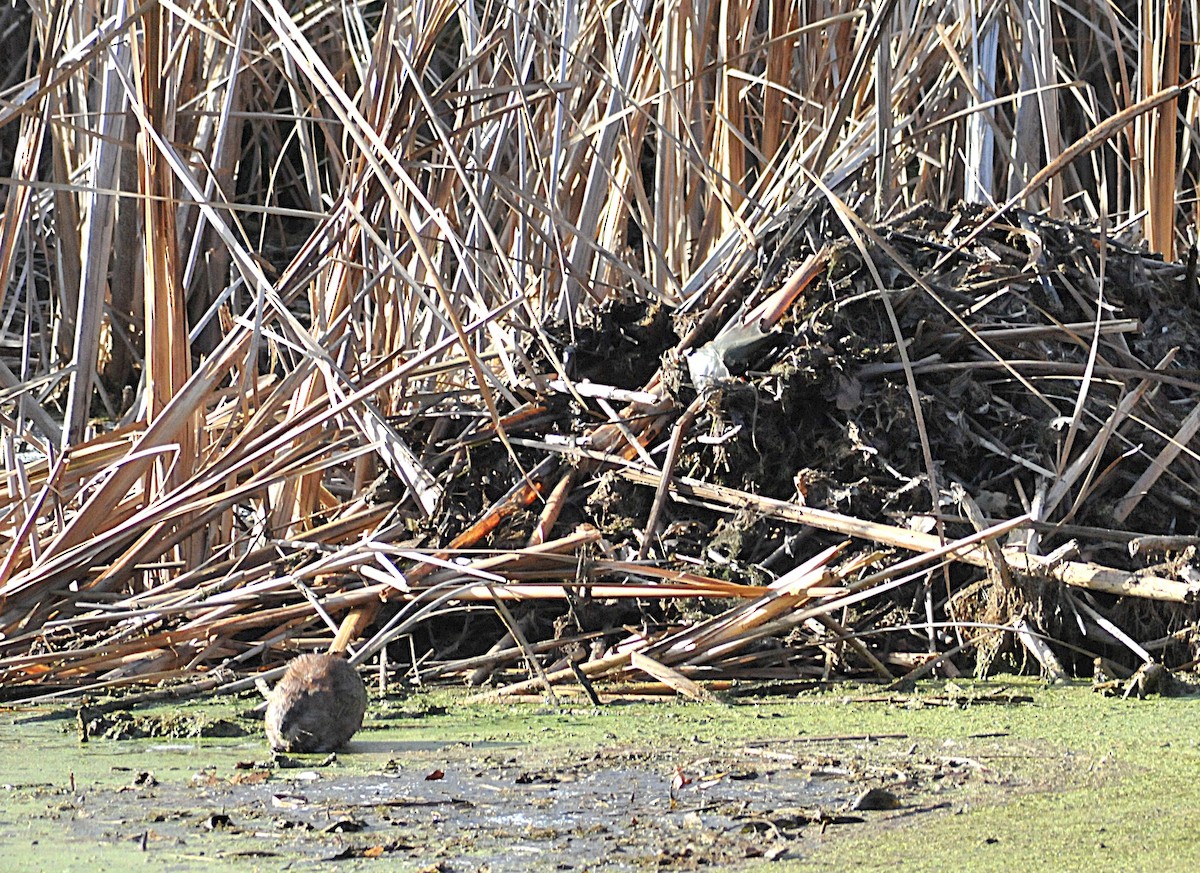 Muskrat - ML645078076