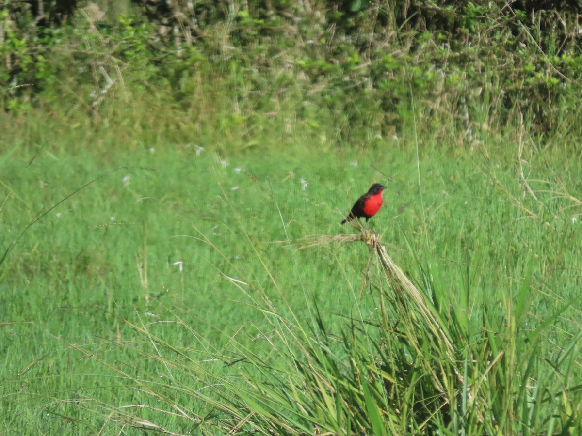 Red-breasted Meadowlark - ML645078079