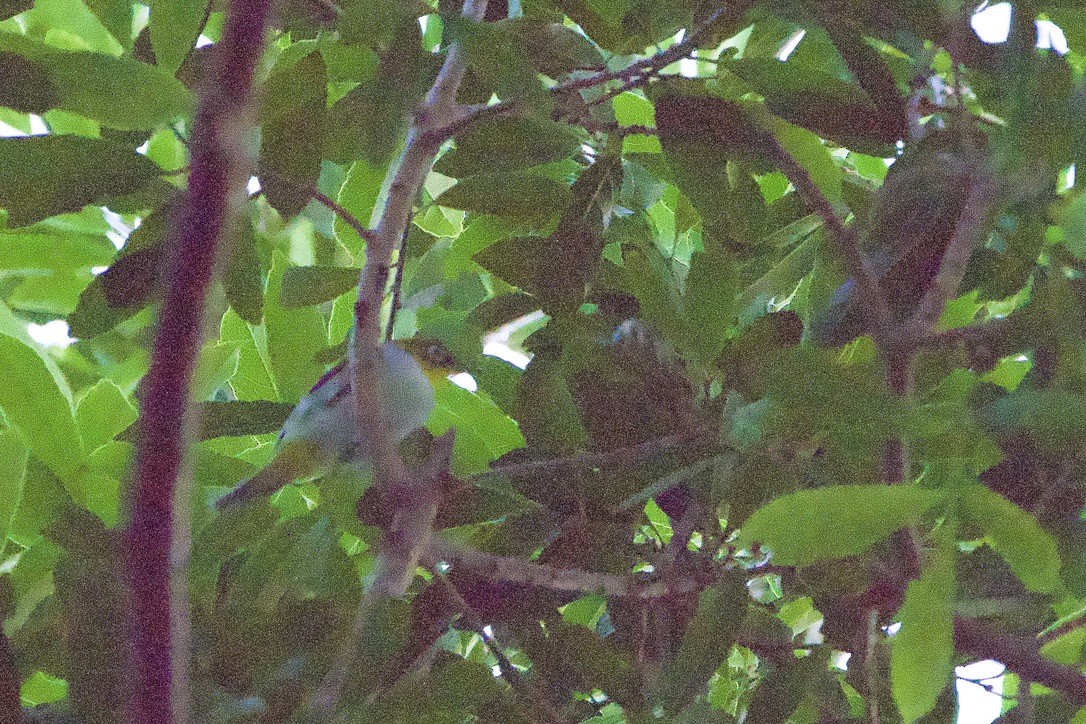 Zostérops à flancs marron - ML645078080