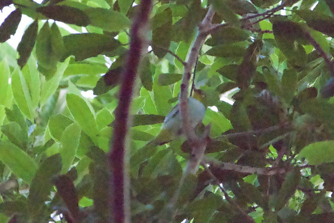 Zostérops à flancs marron - ML645078081