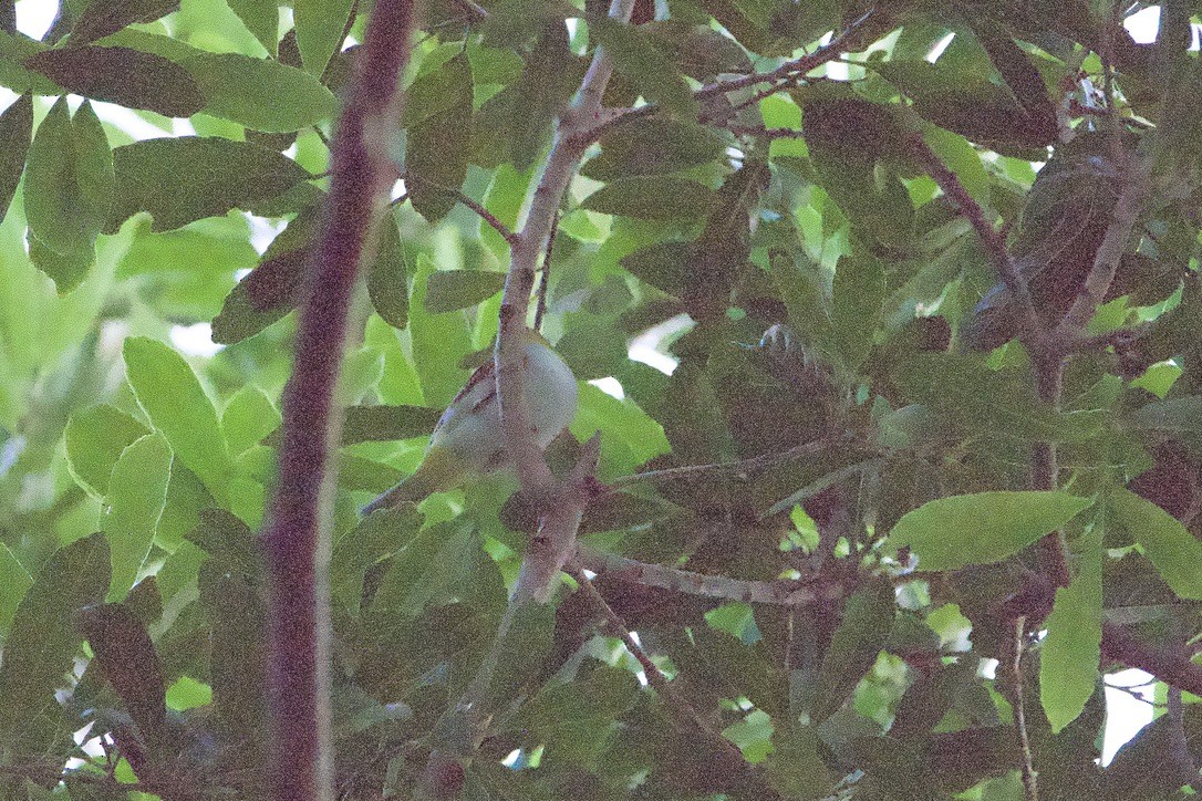 Zostérops à flancs marron - ML645078082