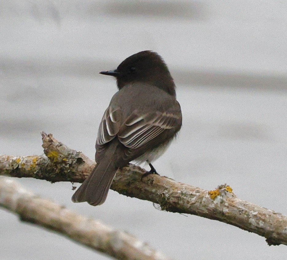 Black Phoebe - ML645078094