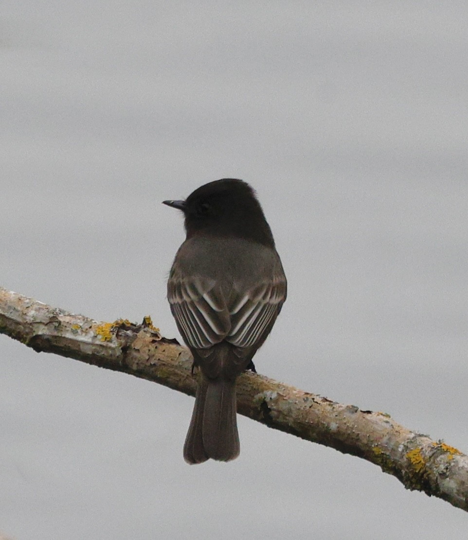 Black Phoebe - ML645078095