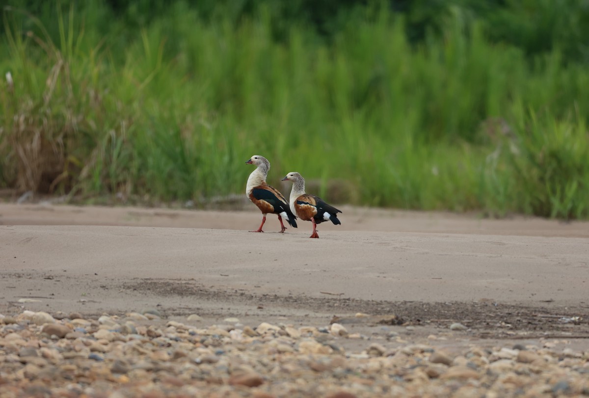 オリノコガン - ML645078096