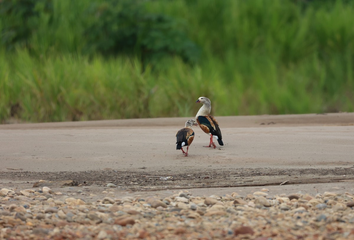 オリノコガン - ML645078097