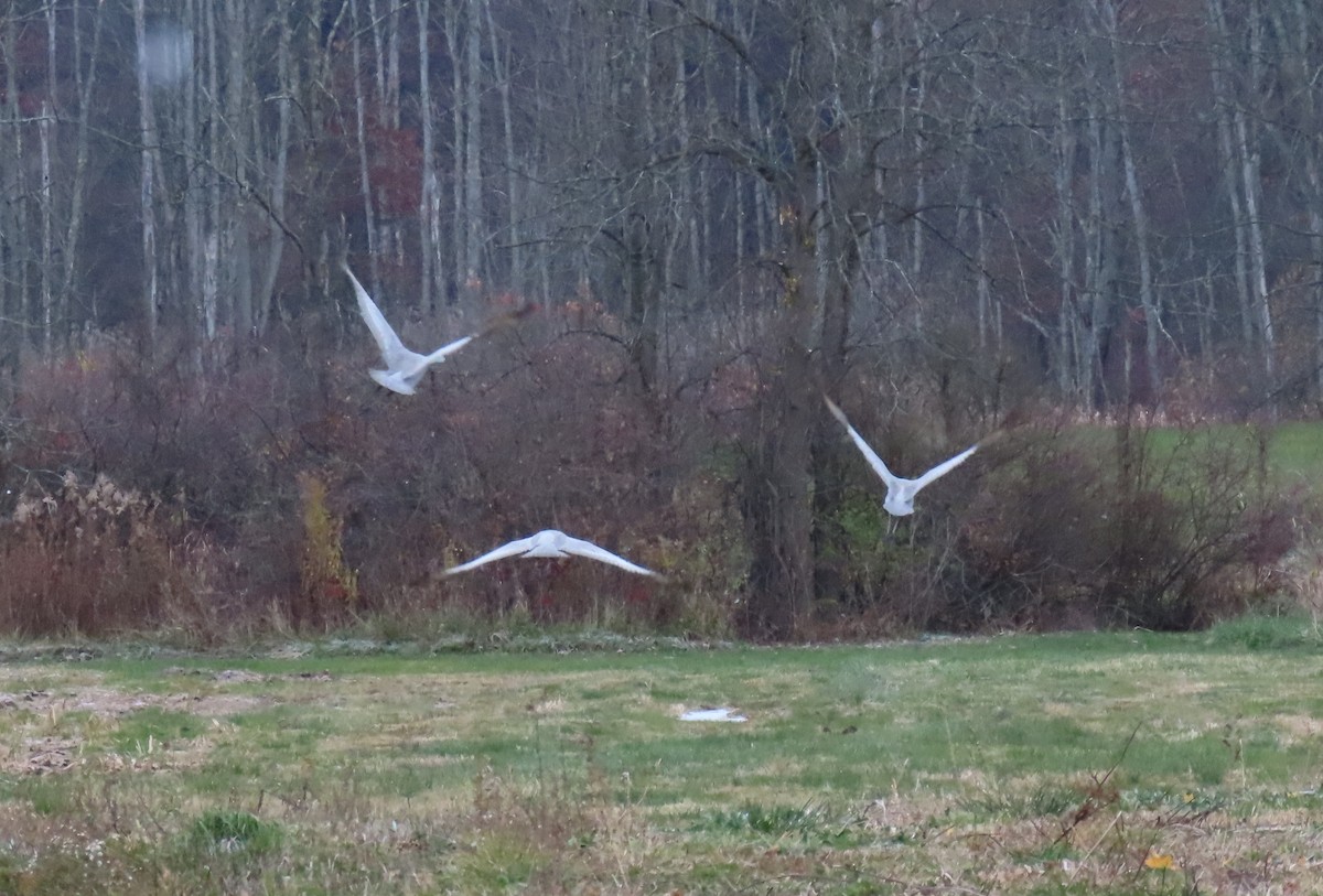 Sandhill Crane - ML645078102