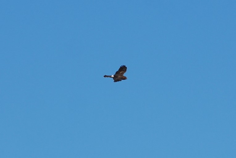 Northern Harrier - ML645078110