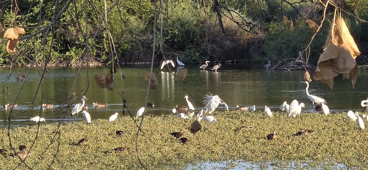 Great Egret - ML645078112