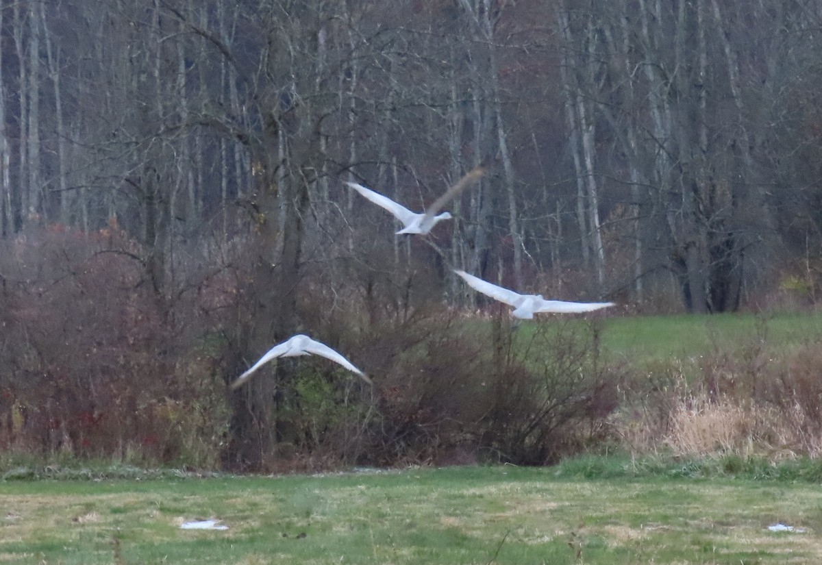 Sandhill Crane - ML645078113