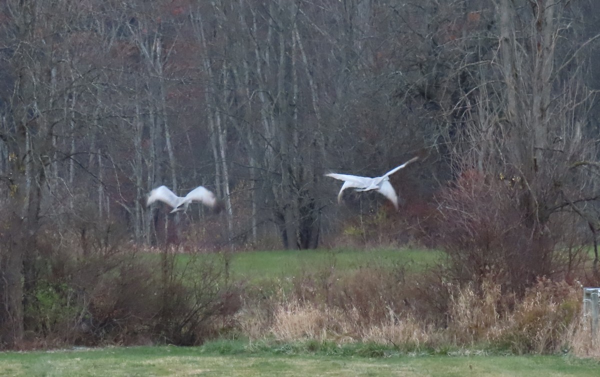 Sandhill Crane - ML645078114