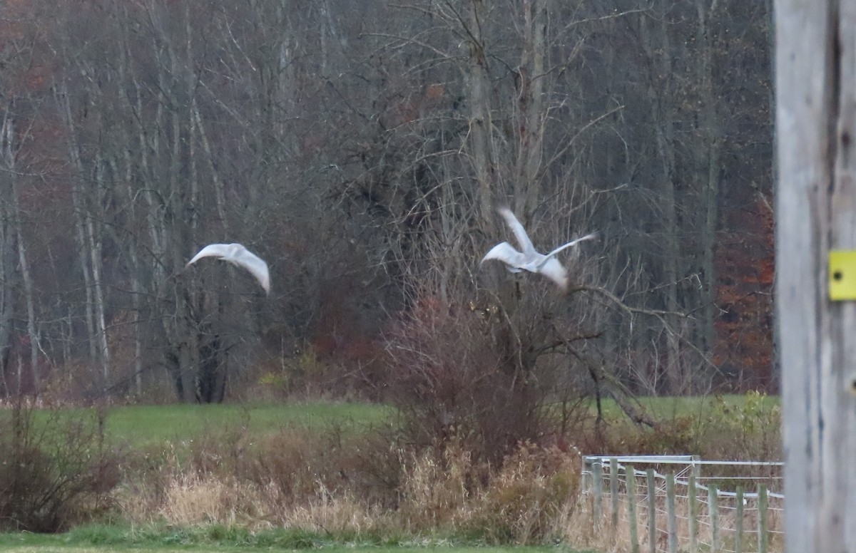 Sandhill Crane - ML645078115