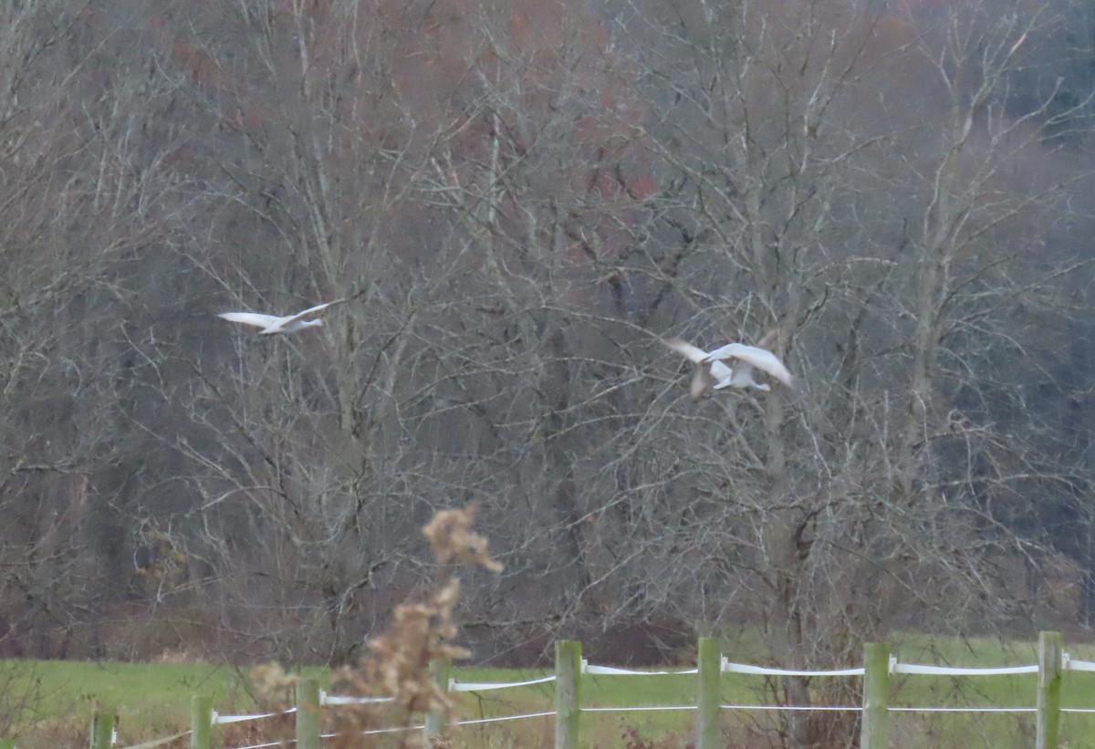 Sandhill Crane - ML645078117