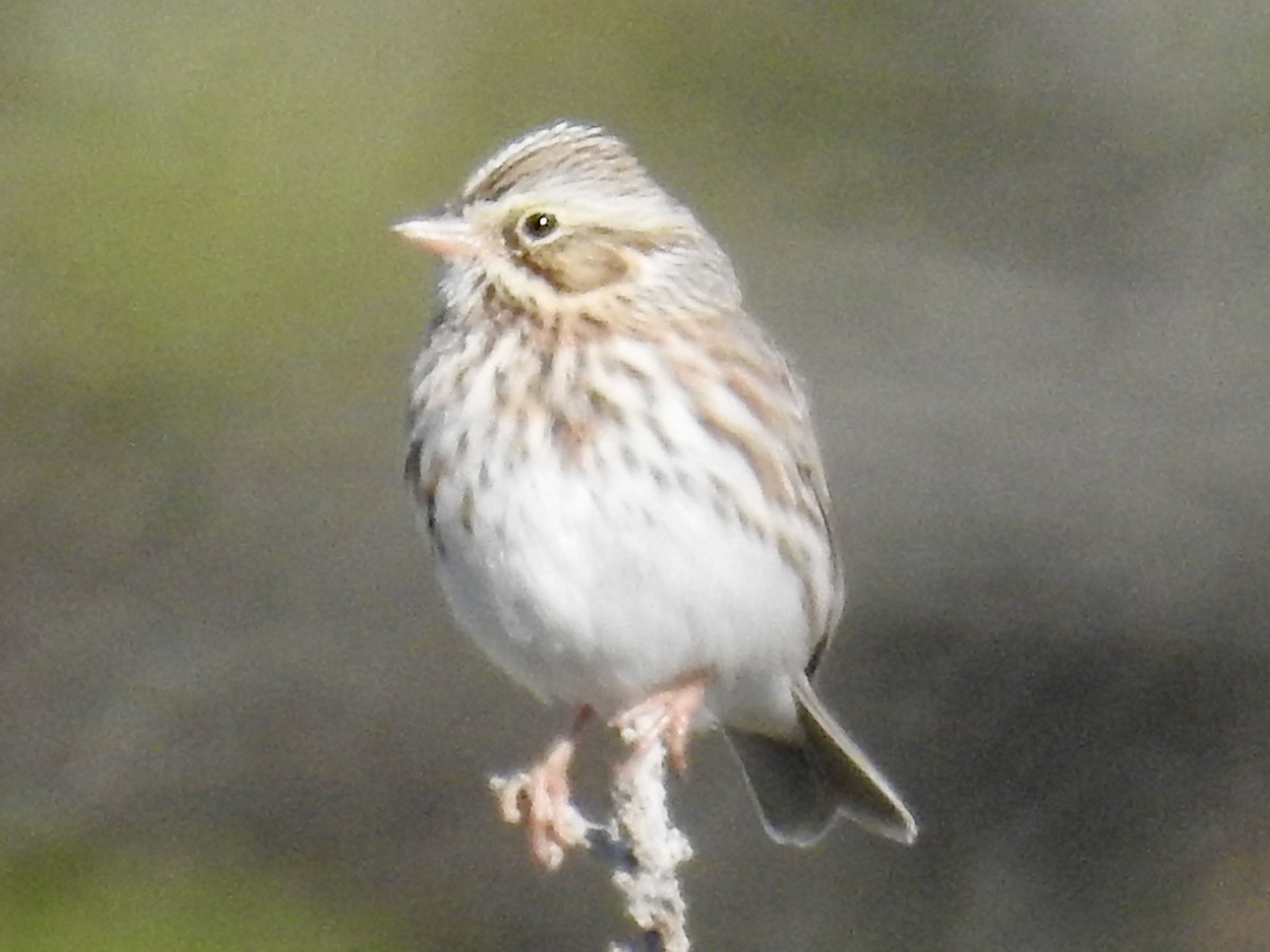 strnadec luční - ML645078119