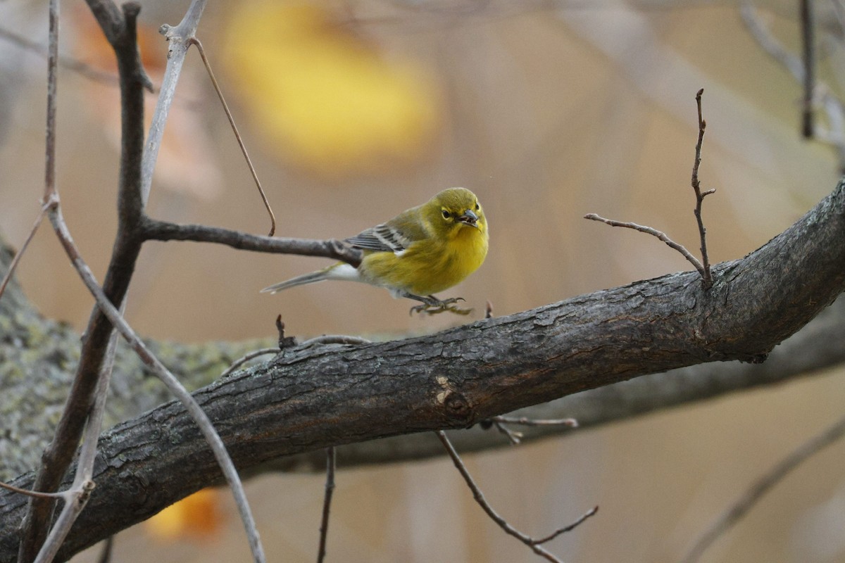 סבכון אורנים - ML645078120