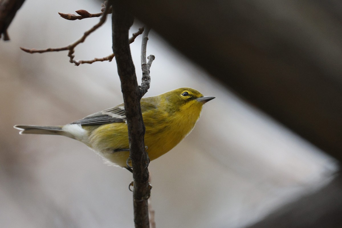סבכון אורנים - ML645078121