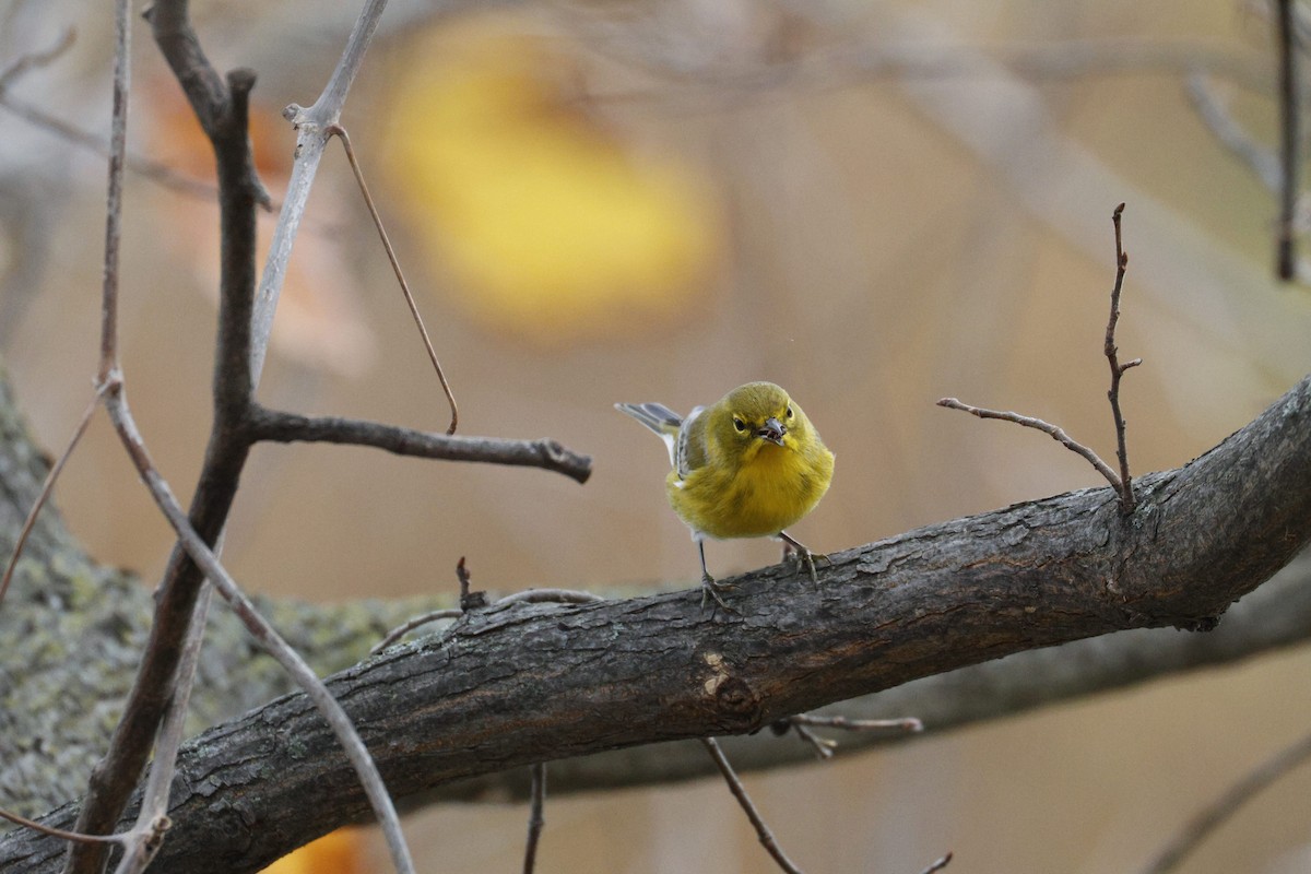 סבכון אורנים - ML645078122