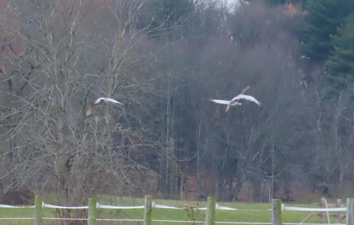 Sandhill Crane - ML645078129
