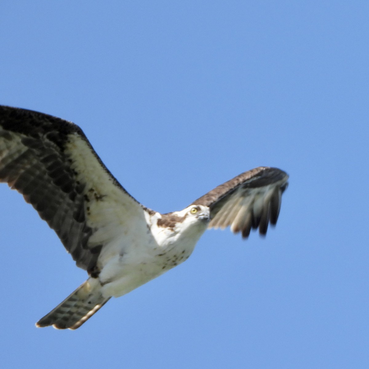 Osprey - ML645078132