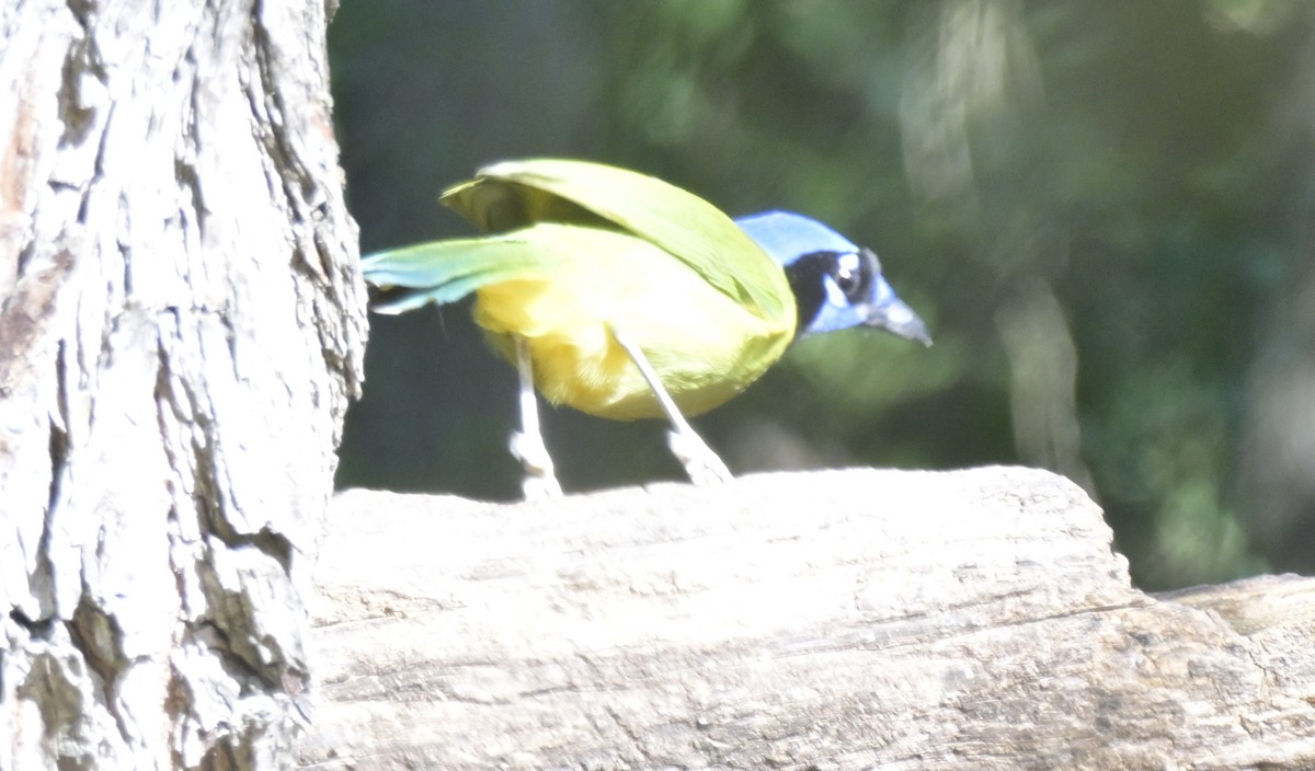 Green Jay - ML645078136