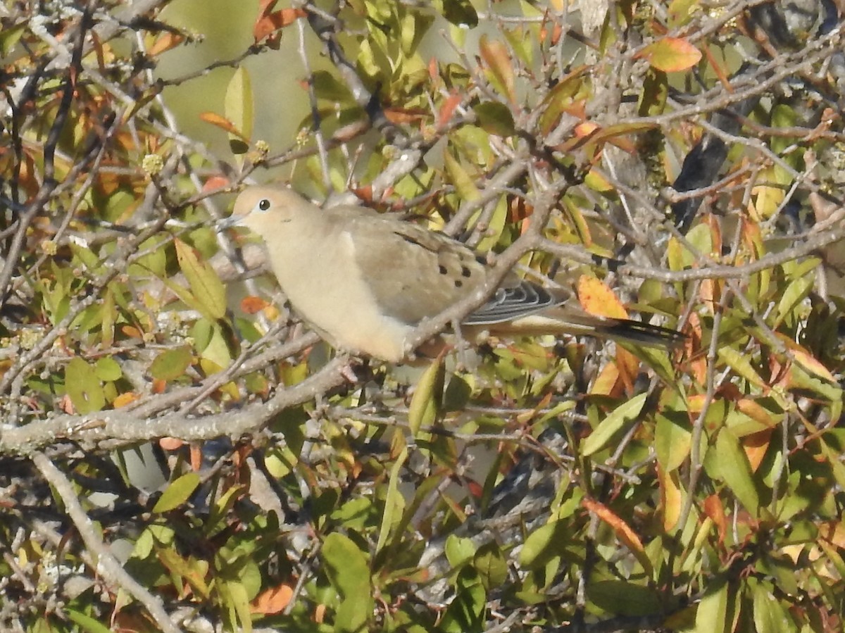 hrdlička karolínská - ML645078147